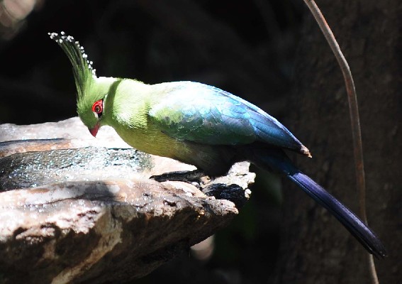 Schalow's Turaco