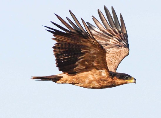 Tawny Eagle in flight