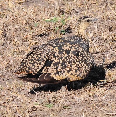 Yellow-throated Sandgrouse