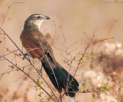 White-browed Coucal