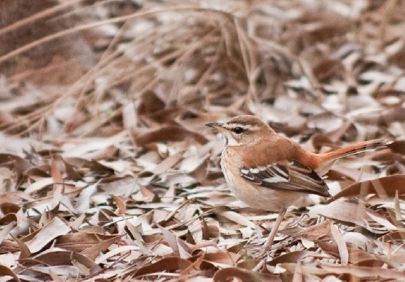 White-browed Scrub Robin