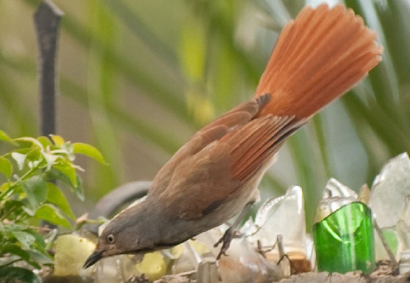 Collared Palm Thrush