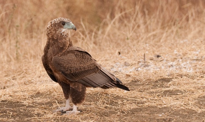 Bateleur by water hole