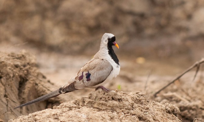 Namaqua Dove by water hole