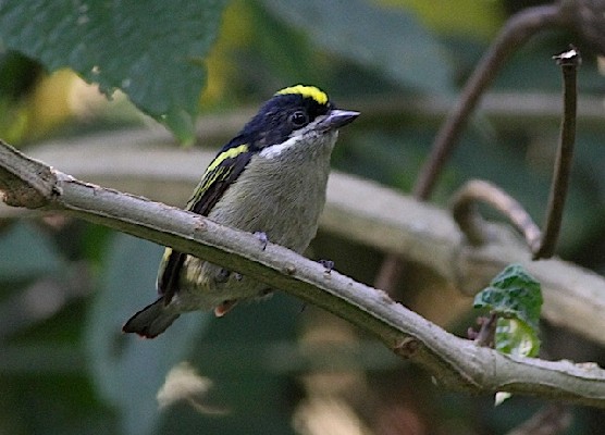 Western Green Tinkerbird