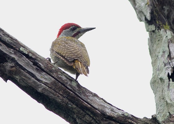 Fine-spotted Woodpecker