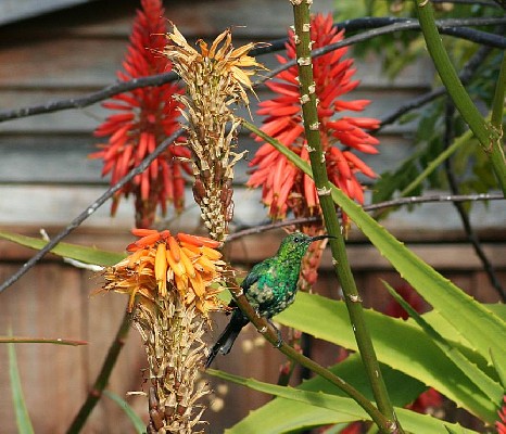 Malachite Sunbird feeding on Aloe