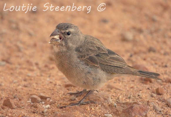 White-throated Canary