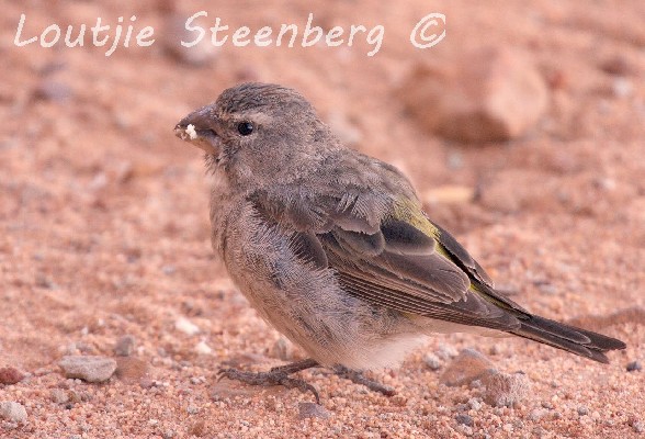 White-throated Canary