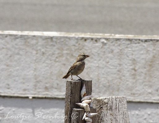 White-throated Canary