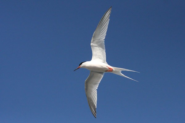 Roseate Tern