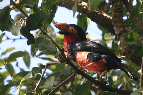 Bearded Barbet