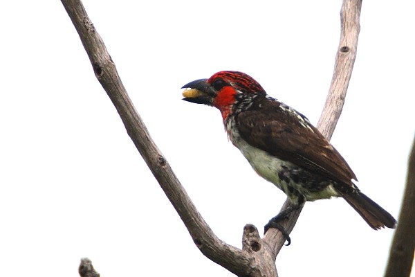 Vieillot's Barbet