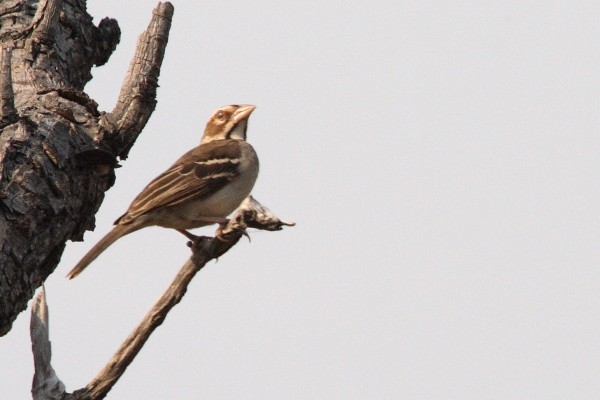 Chestnut-crowned Sparrow Weaver