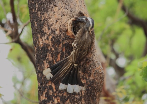 african grey hornbill feeding female at nest hole