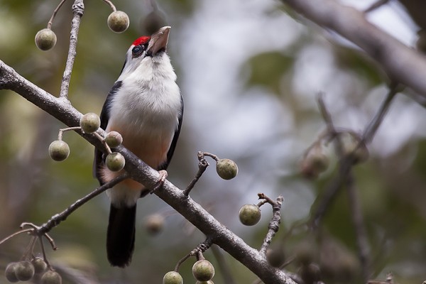 black-backed barbet