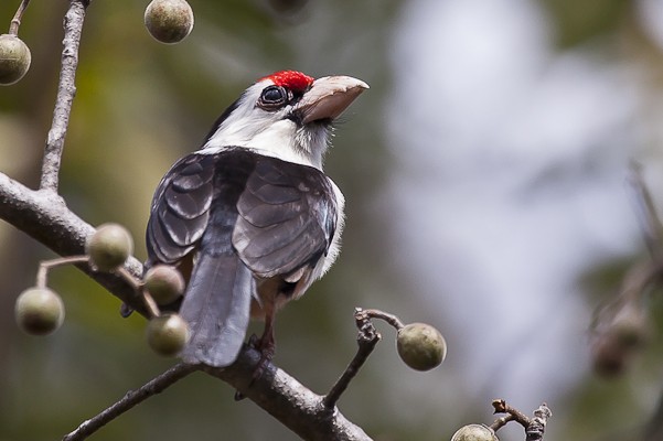 black-backed barbet