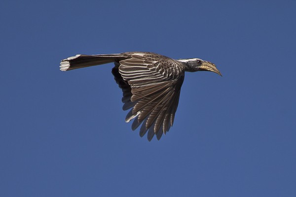 pale-billed hornbill