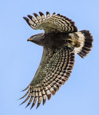 western-banded snake eagle