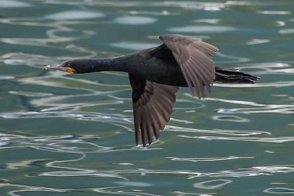 cape cormorant