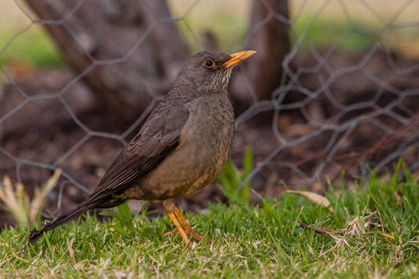 southern olive thrush