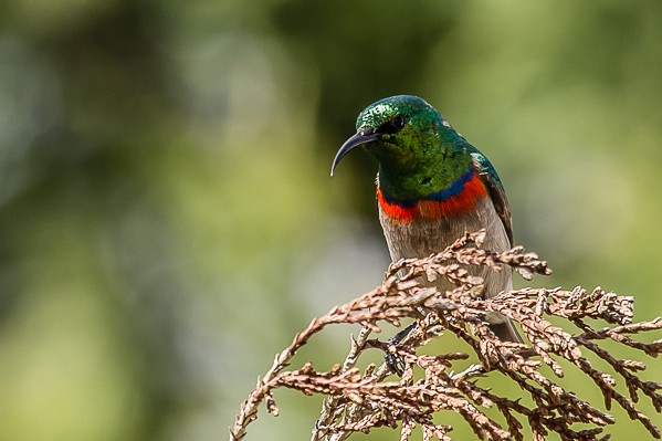 Southern Double-collared Sunbird