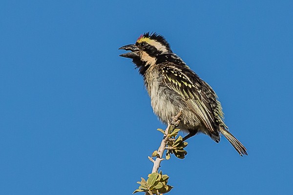 acacia barbet