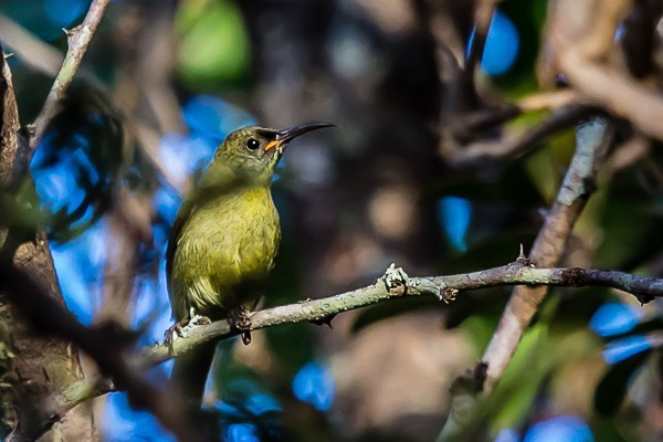 olive sunbird
