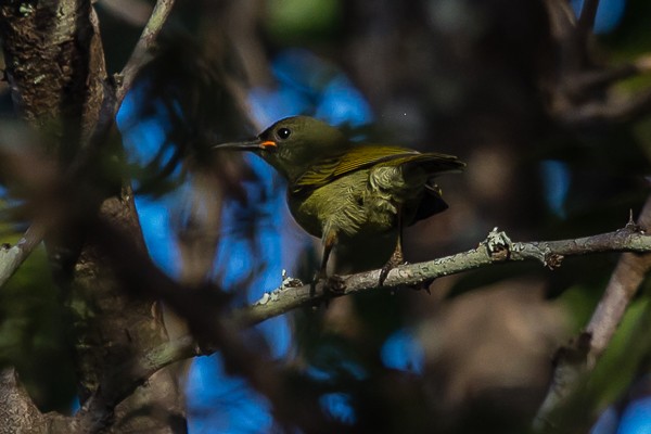 olive sunbird
