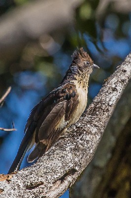 African Striped Cuckoo