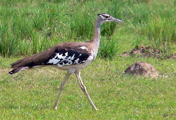 Denham's Bustard - one of a pair seen on the Birdquest Uganda tour