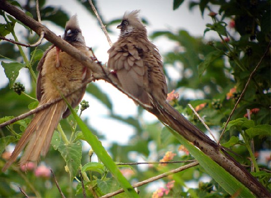 Speckled Mousebird -the race kiwuensis seen on the Birdquest Uganda tour