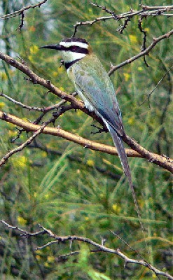 White-throated Bee-eater - seen exceptionally well on the Birdquest Uganda tour