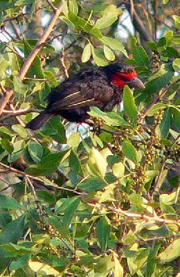 Red-faced Barbet - one of a pair seen during the Birdquest Uganda tour