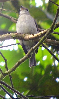 Chapin's Flycatcher - perhaps not as rare as it has been suggested? Seen well on the Birdquest Uganda tour