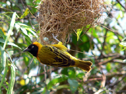 Lesser Masked Weaver - seen well on the Birdquest Uganda tour