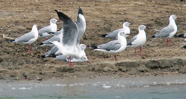 Grey Headed Gulls - seen well on the Birdquest Uganda tour