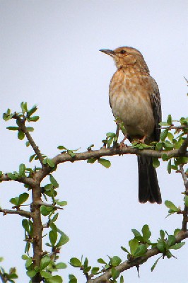 Pink-breated Lark seen during the 2005 Birdquest Eastern Tanzania tour