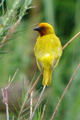 Yellow Weaver seen during the 2005 Birdquest Eastern Tanzania tour