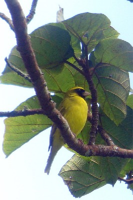 Black-faced Canary seen well during the 2005 Birdquest Angola tour