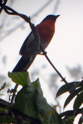 Braun's Bush-Shrike seen exceptionally well on the Birdquest Angola tour