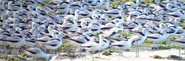 Just some of the roosting Crab-plovers seen during the Birdquest Eastern Tanzania 2005 tour
