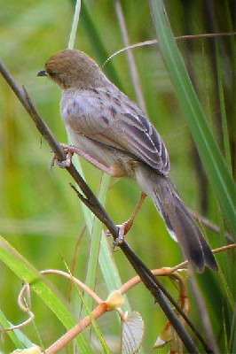 Chirping Cisticola seen well during the 2005 Birdquest Angola tour