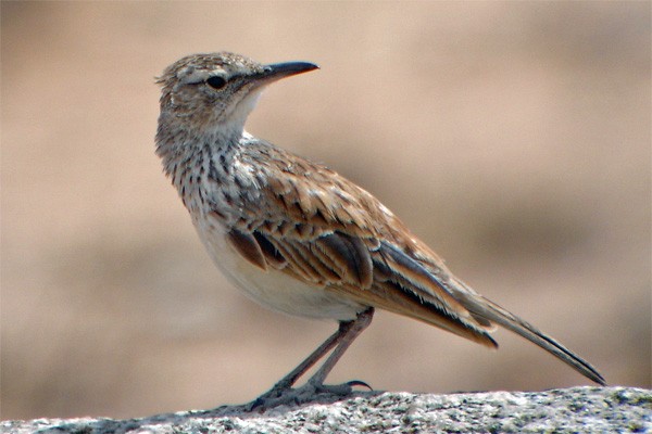 Benguela Long-billed Lark seen exceptionally well on the 2005 Birdquest Angola tour