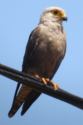 Dickinson's Kestrel seen well during the 2005 Birdquest Eastern Tanzania tour