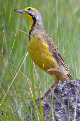 Fulleborn's Longclaw seen exceptionally well on the 2005 Birdquest Angola tour