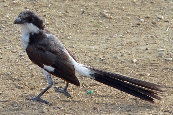 Long-tailed Fiscal seen well during the 2005 Birdquest Eastern Tanzania tour