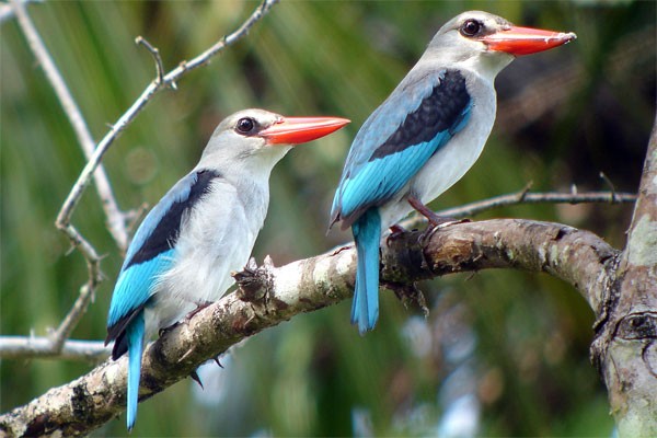 Mangrove Kingfisher seen well during the 2005 Birdquest Eastern Tanzania tour