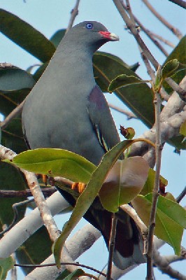 Pemba Green Pigeon seen well during the 2005 Birdquest Eastern Tanzania tour