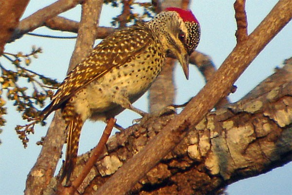 Reichenow's Woodpecker seen well during the 2005 Birdquest Eastern Tanzania tour